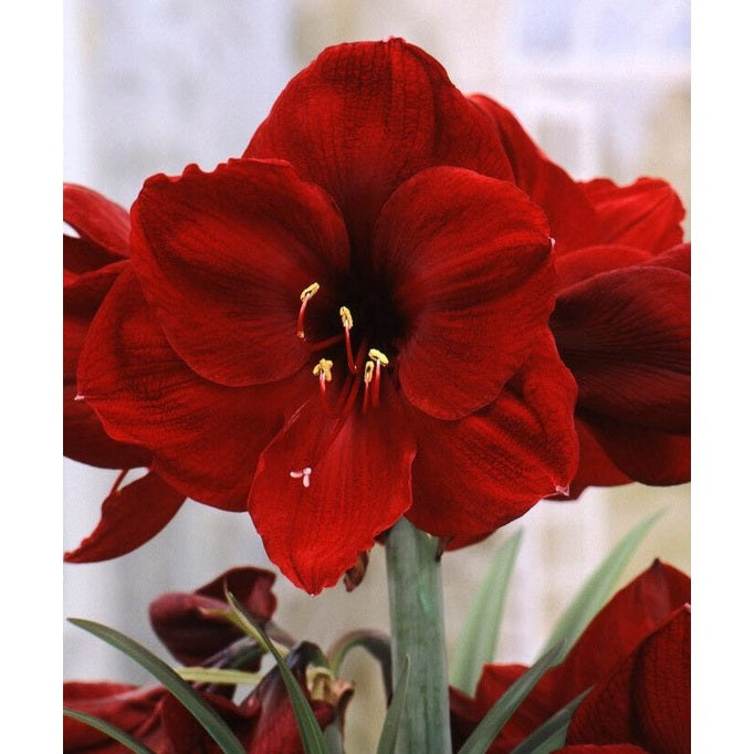 Amaryllis-Hippeastrum 'Benfica' 1-pack